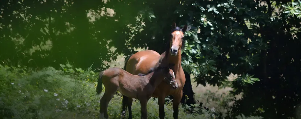 Vente de chevaux CSO à Paulinet