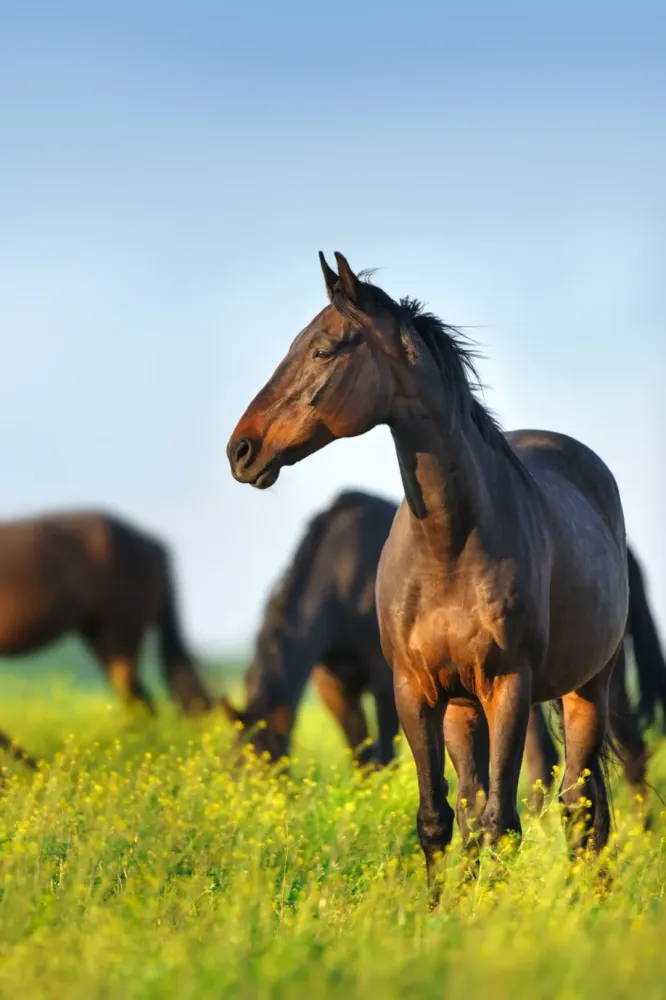 chevaux-bai-pre